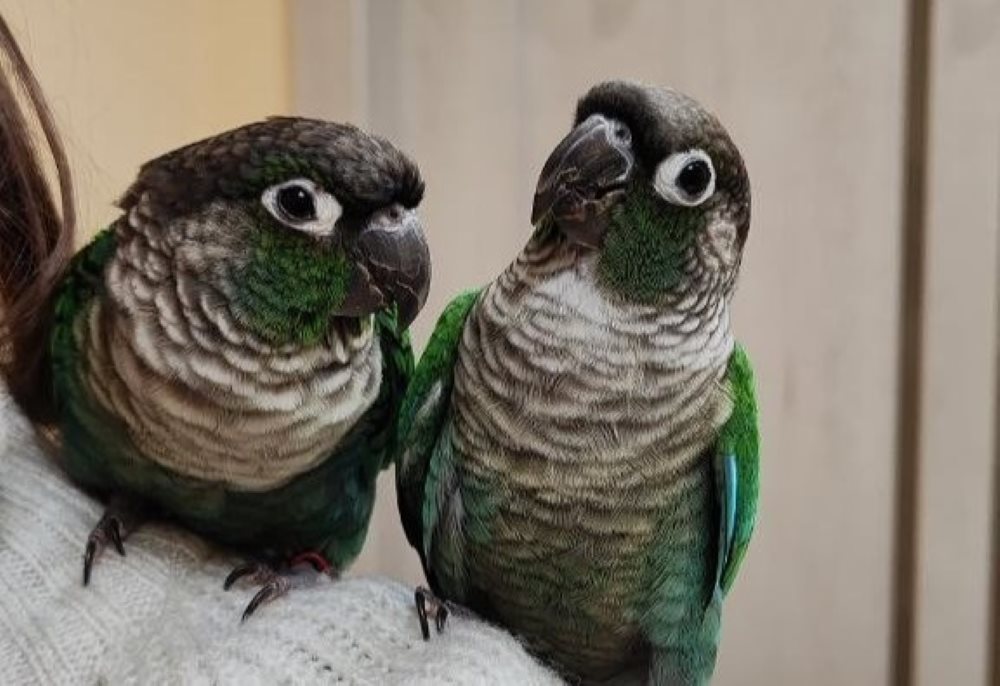 Лікування папуг