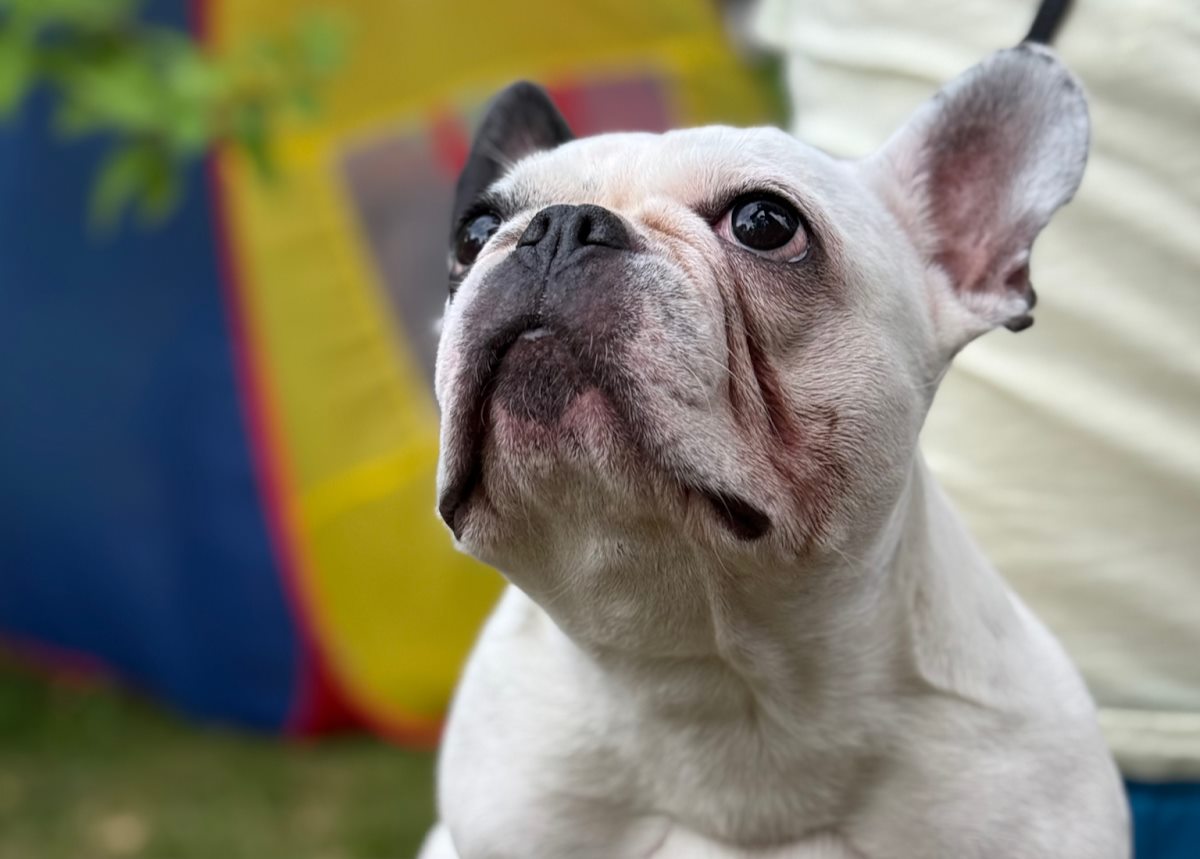 Maloseziinyi otyt u sobak